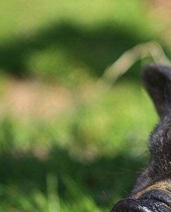 黑猪肉和普通猪肉有哪些区别？